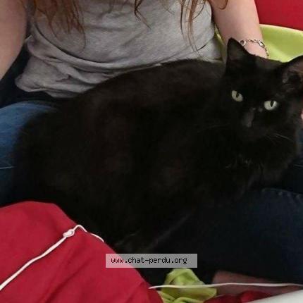 Photo 1/1 Chat retrouvé Perdu à Echirolles