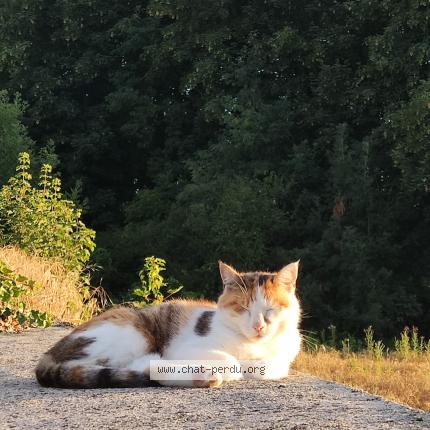 Photo de chat perdu à Saint Michel Sur Orge