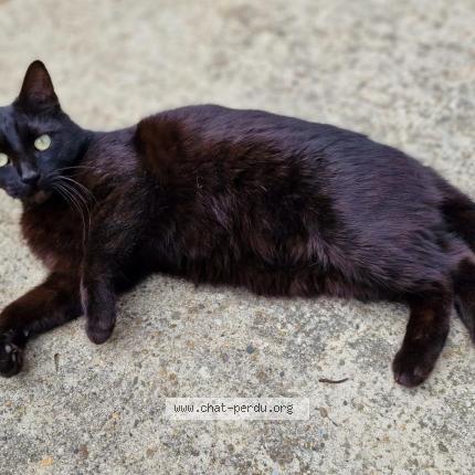 Photo 1/1 Chat retrouvé Perdu à Echirolles