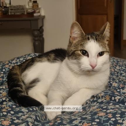 Photo de chat perdu à Saint Mammes