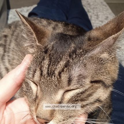 Photo de chat perdu à Saint Etienne
