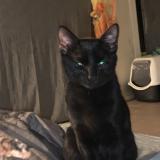 Photo de chat perdu à Cherbourg En Cotentin