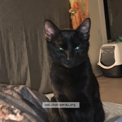 Photo 1/1 Chat retrouvé Perdu à Cherbourg en cotentin