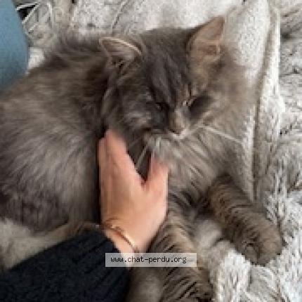Photo 1/1 Chat retrouvé Perdu à Thorigny sur marne