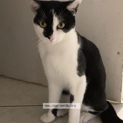 Photo de chat perdu à Gennevilliers