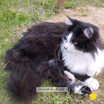 Photo de chat perdu à Gergy