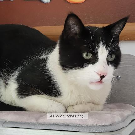 Photo 1/1 SHIFU Chat perdu à Fos sur mer