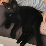 Photo de chat perdu à Bievres