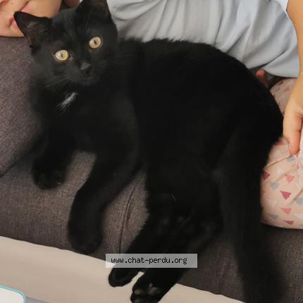 Photo 1/1 Chat retrouvé Perdu à Bievres