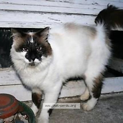 Photo 1/1 Chat retrouvé Perdu à Cleguerec