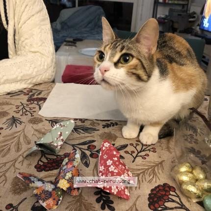 Photo de chat perdu à Morsang Sur Orge