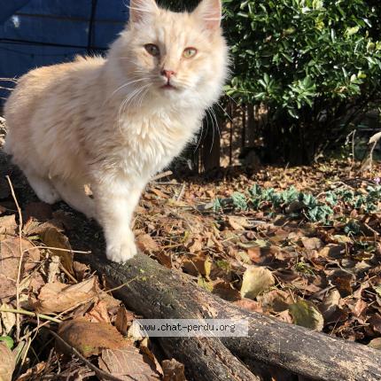 Photo 1/1 Chat retrouvé Perdu à Fontgombault