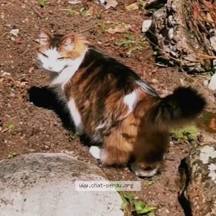 Photo 1/1 Chat retrouvé Perdu à Sainte Foy Les Lyon