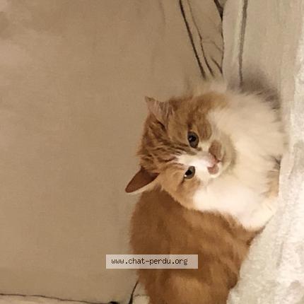 Photo de chat perdu à Noyarey