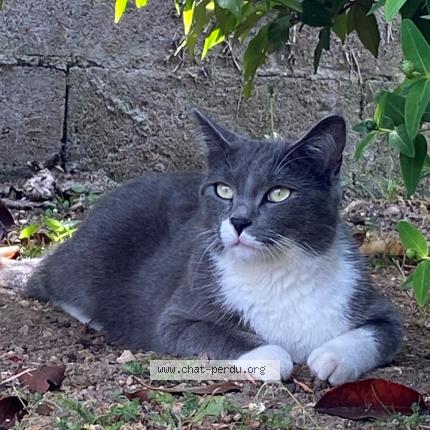 Photo de chat perdu à Scieq