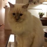 Photo de chat perdu à Divonne Les Bains