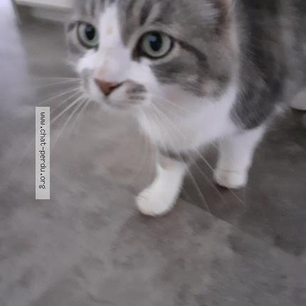 Photo 1/1 Chat retrouvé Perdu à Hermonville