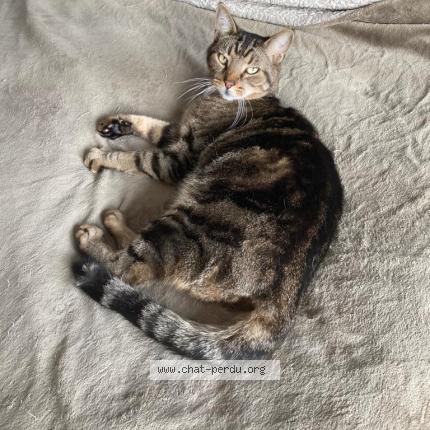 Photo 1/1 Chat retrouvé Perdu à Vaux Le Penil