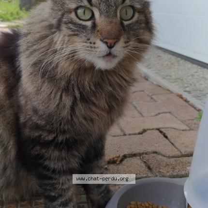 Photo 1/1 Chat retrouvé Trouvé à Corenc
