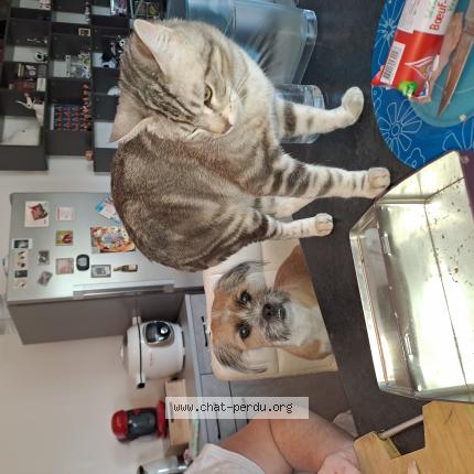 Photo 1/1 Chat retrouvé Perdu à St Privat Des Vieux