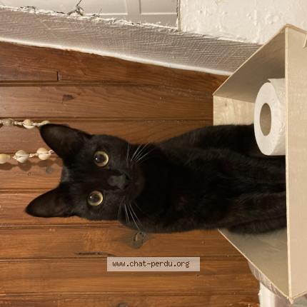 Photo de chat perdu à Juvisy Sur Orge