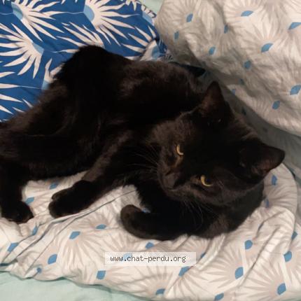 Photo de chat perdu à Spechbach Le Bas