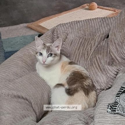 Photo 1/1 Chat retrouvé Perdu à Sevres