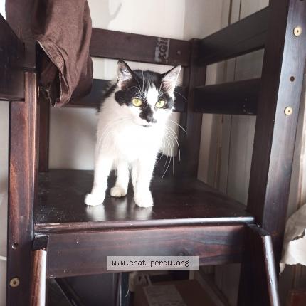 Photo de chat perdu à Chenove