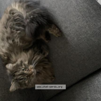 Photo 1/1 Chat retrouvé Perdu à Quimper