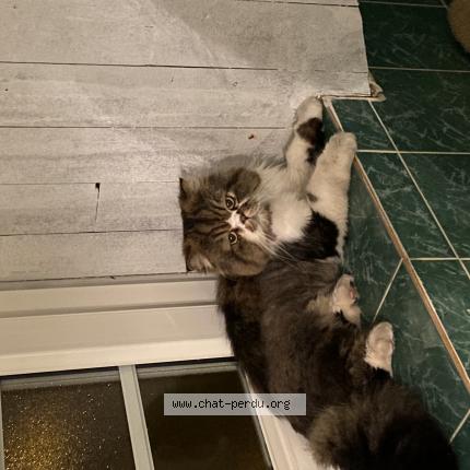 Photo 1/1 Chat retrouvé Perdu à Anglet