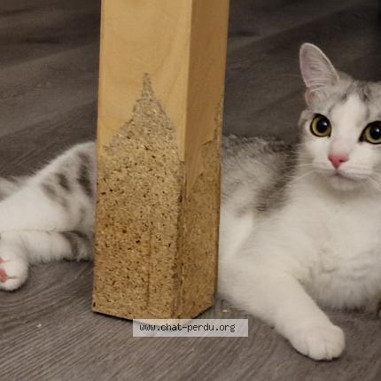 Photo de chat perdu à Saint Leu La Foret