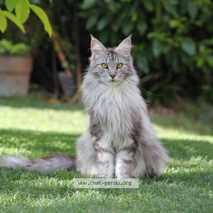 Photo de chat perdu à Verrieres Le Buisson