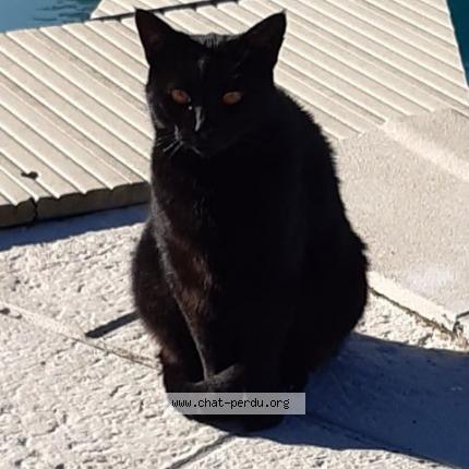 Photo de chat perdu à Mereville