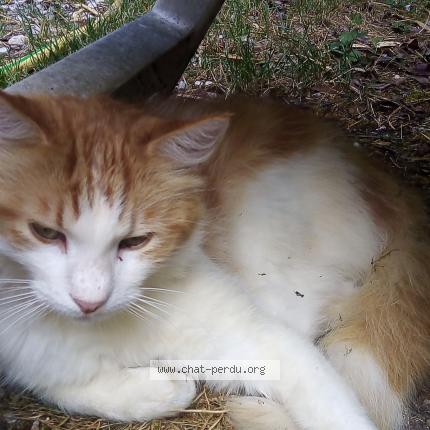 Photo 1/1 Sandrine Jocteur Monrozier Chat perdu à Varces allieres et risset