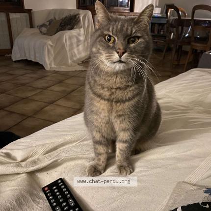 Photo de chat perdu à Conjux