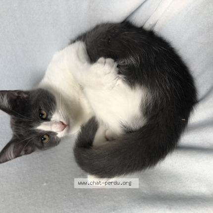 Photo 1/1 Chat retrouvé Perdu à Corbie