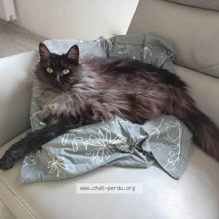 Photo de chat perdu à Montbazon