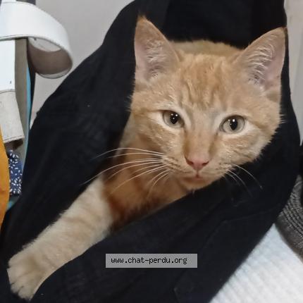 Photo de chat perdu à Aubenas