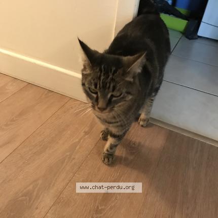Photo 1/1 Chat retrouvé Perdu à Charentilly