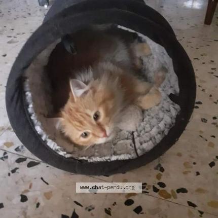 Photo de chat perdu à Alignan Du Vent