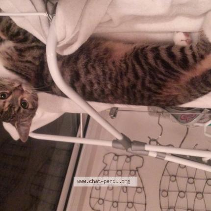 Photo de chat perdu à Collegien
