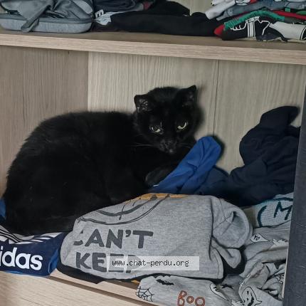 Photo de chat perdu à Amiens