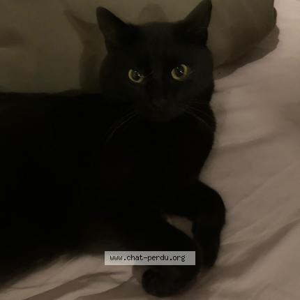 Photo 1/1 Chat retrouvé Perdu à Lille