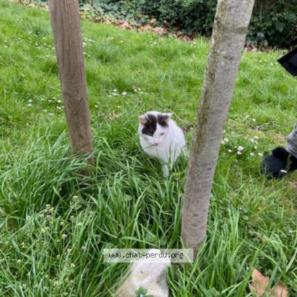 Photo de chat trouvé à Montreuil