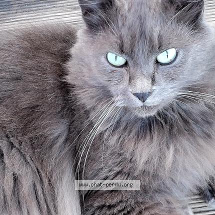 Photo 1/1 Chat retrouvé Perdu à Wittersdorf