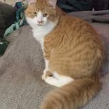 Photo de chat perdu à Waggoner Il