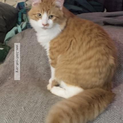 Photo 1/5 Tigger Chat perdu à Waggoner il