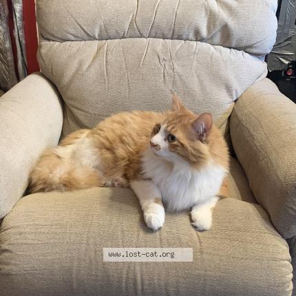 Photo 2/5 Tigger Chat perdu à Waggoner il