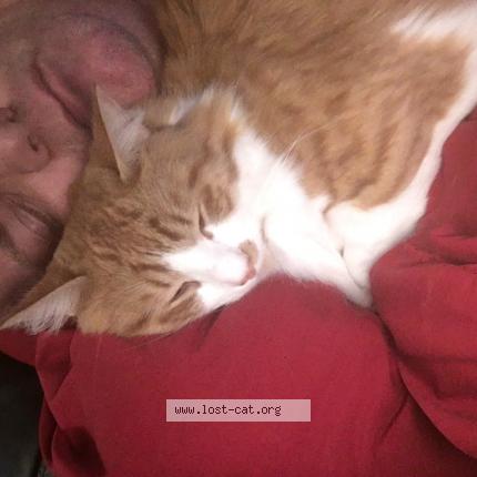 Photo 3/5 Tigger Chat perdu à Waggoner il