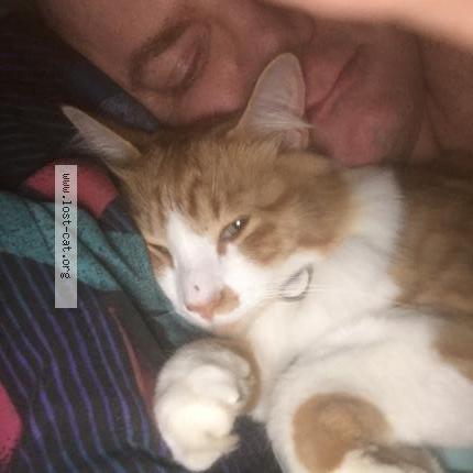 Photo 4/5 Tigger Chat perdu à Waggoner il